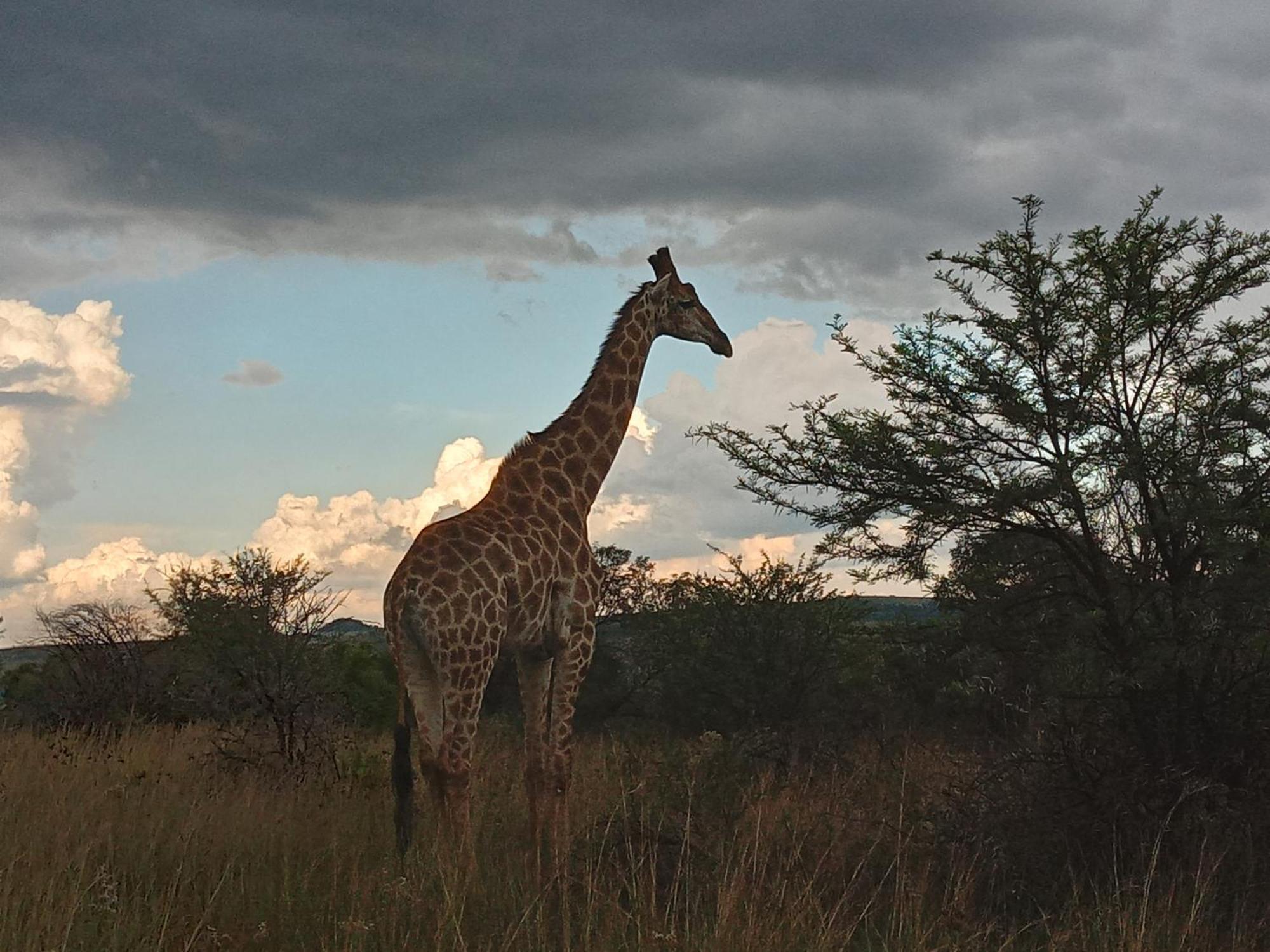 Madikwena Crocodile And Game Farm Villa Groot-Marico Exterior photo